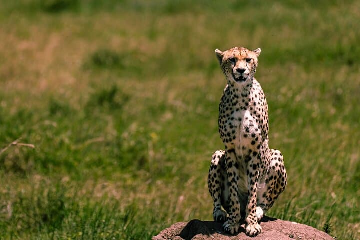Follow the Great Migration: 9-Day Arusha to Serengeti Safari photo 1