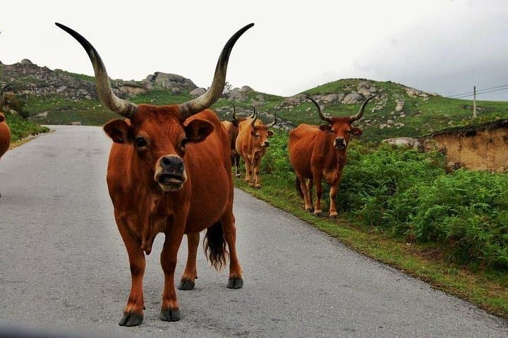 9-Day 4WD Self-Drive Through Northern Portugal: Douro, Serra, and Gerês photo 3