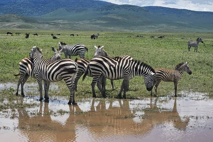 Extended Serengeti Safari: 8-Day Mara River Migration & Ngorongoro Crater photo 3