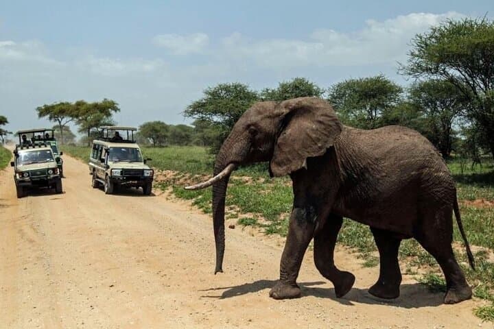 4-Day Camping Safari: Tarangire, Serengeti & Ngorongoro Crater photo 3