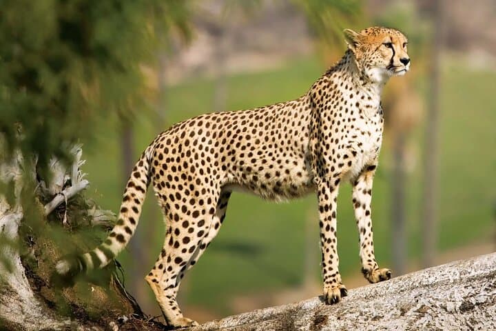 Extended Serengeti Safari: 8-Day Mara River Migration & Ngorongoro Crater photo 4