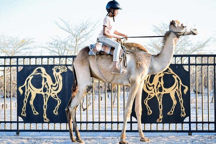 Botswana Camel Safari in Maun: 1‑Hour Guided Camel Ride & Cultural Encounter