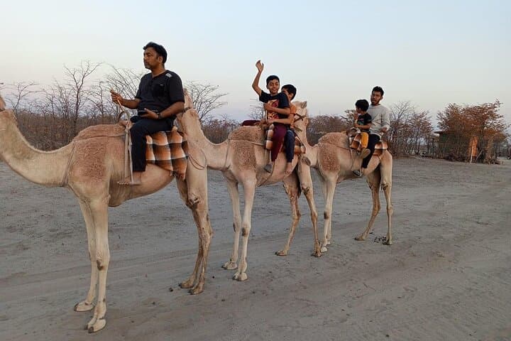 Botswana Camel Safari in Maun: 1‑Hour Guided Camel Ride & Cultural Encounter photo 4