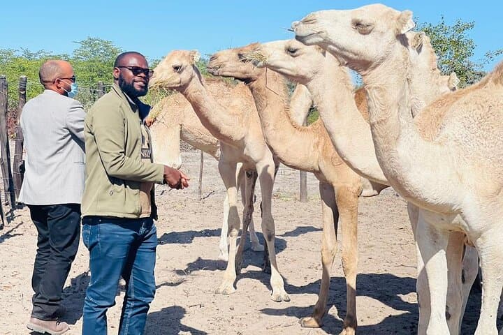 Botswana Camel Safari in Maun: 1‑Hour Guided Camel Ride & Cultural Encounter photo 6