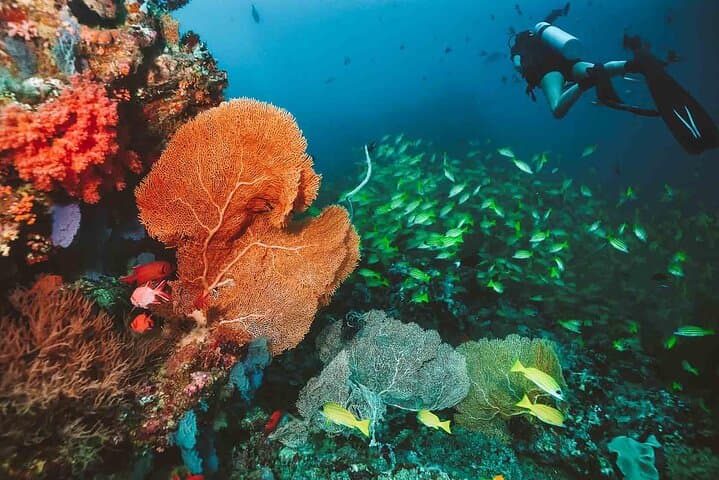 Explore Underwater Coves: Diving Adventures in Angra dos Reis