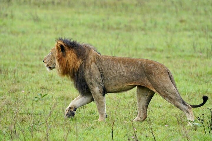 One-Day Akagera Big Five Safari: Full-Day Game Drive from Kigali