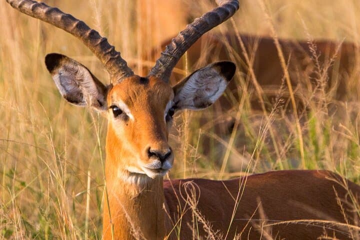 One-Day Akagera Big Five Safari: Full-Day Game Drive from Kigali photo 2
