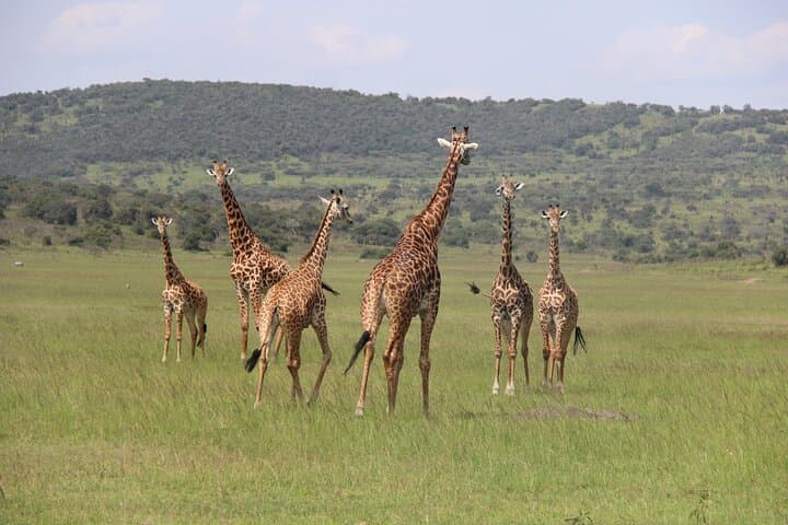 One-Day Akagera Big Five Safari: Full-Day Game Drive from Kigali photo 3