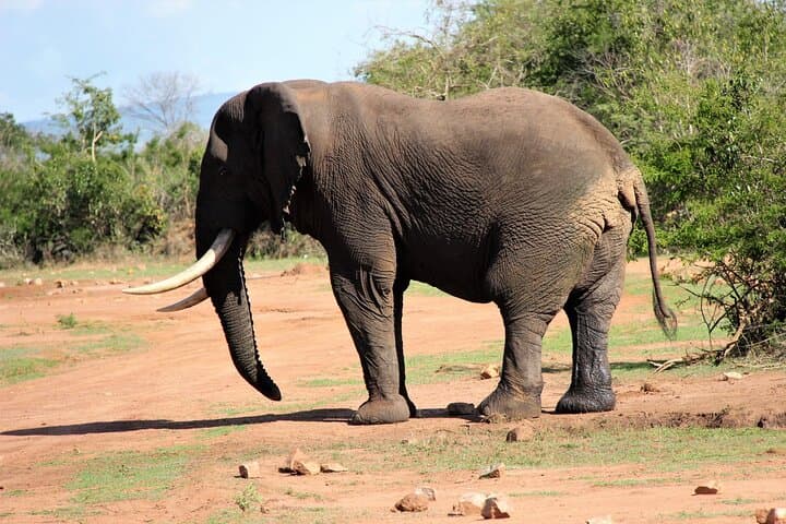 One-Day Akagera Big Five Safari: Full-Day Game Drive from Kigali photo 4
