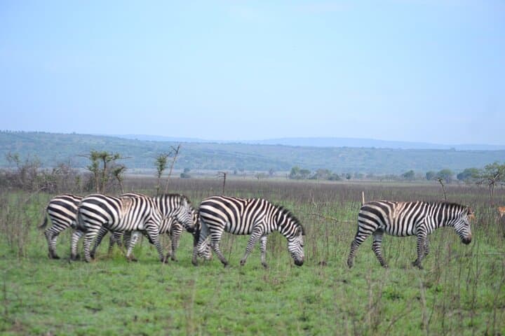 One-Day Akagera Big Five Safari: Full-Day Game Drive from Kigali photo 6