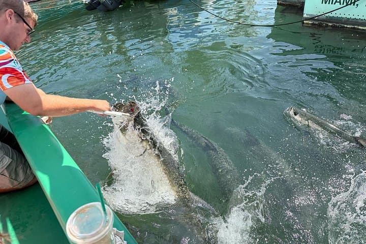Hand-Feeding Giant Tarpon at Miami’s Bayside Marketplace: Close Encounters on Biscayne Bay photo 3