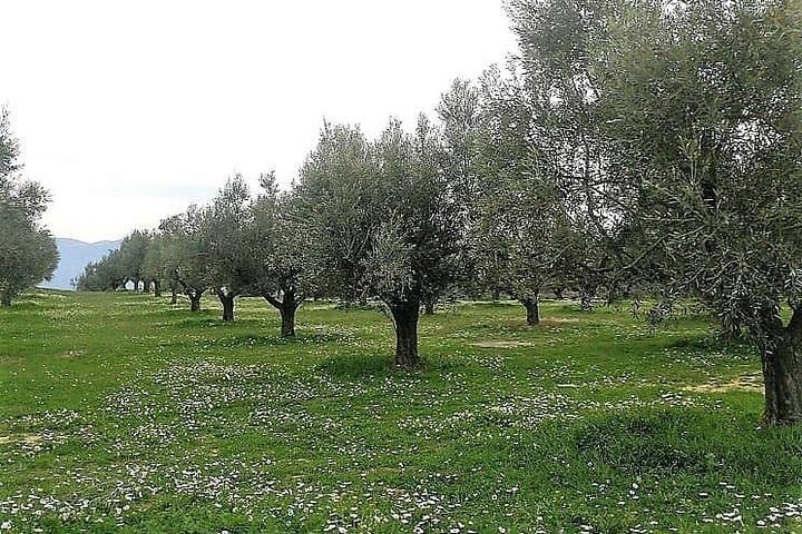 Corinth Canal to Nemea: Private Mercedes Olive & Wine Tour in the Fields photo 5