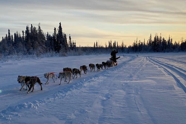 Traditional Dog Sledding in Yellowknife: Dene Culture & Bannock Experience photo 3