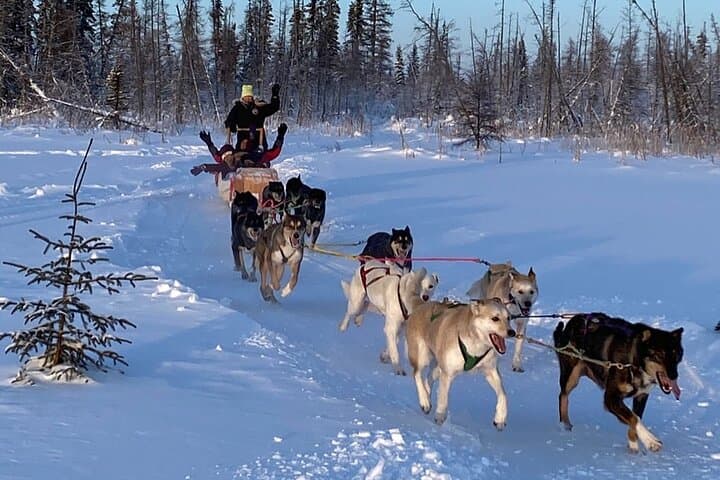 Traditional Dog Sledding in Yellowknife: Dene Culture & Bannock Experience photo 4