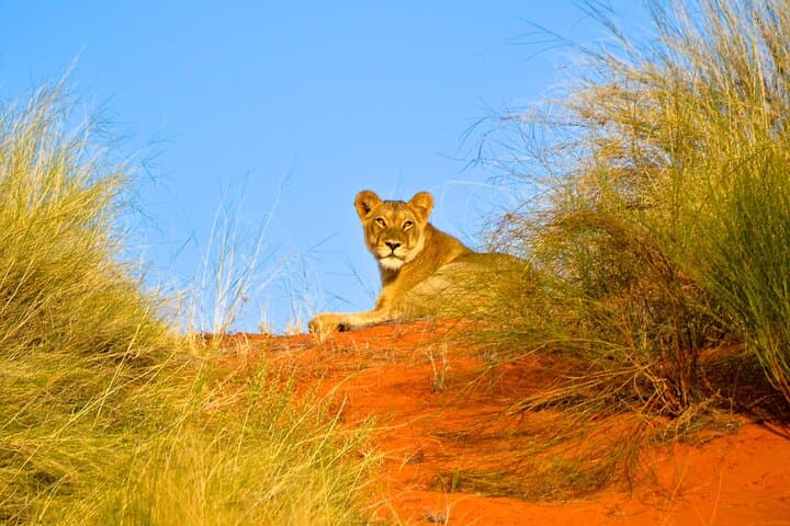 Hluhluwe Safari & Emdoneni: Day Safari and Wild Cat Conservation Encounter from Durban photo 2
