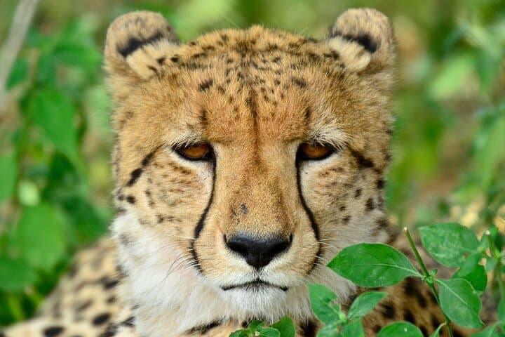 Hluhluwe Safari & Emdoneni: Day Safari and Wild Cat Conservation Encounter from Durban photo 4