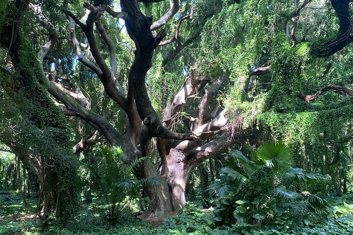 Full-Day Private Maui Tour: Hidden Beaches, Waterfalls & Snorkeling photo 5