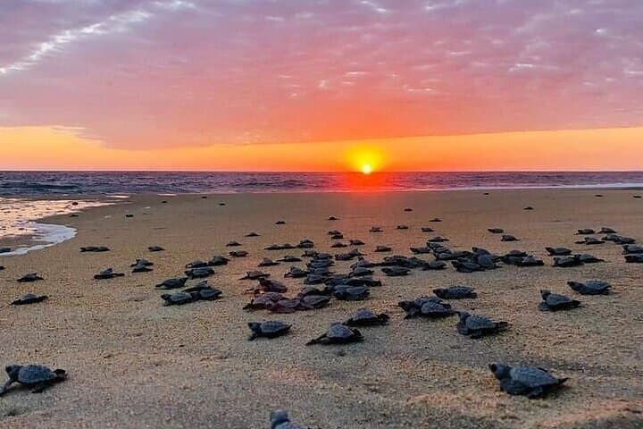 Turtle Release and Manialtepec Bioluminescence Tour in Puerto Escondido