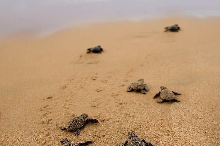 Turtle Release and Manialtepec Bioluminescence Tour in Puerto Escondido photo 2