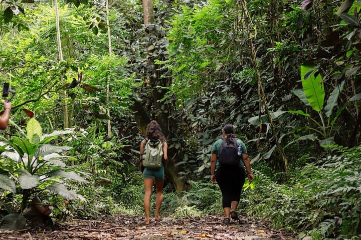 Hike the Polynesian Forests Sanctuary: Biodiversity Walk on Tahiti's West Coast