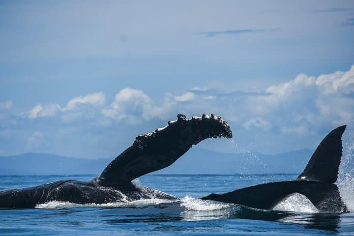Private Whale Watching Tour in Uvita — Humpbacks, Dolphins & Whale’s Tail photo 2