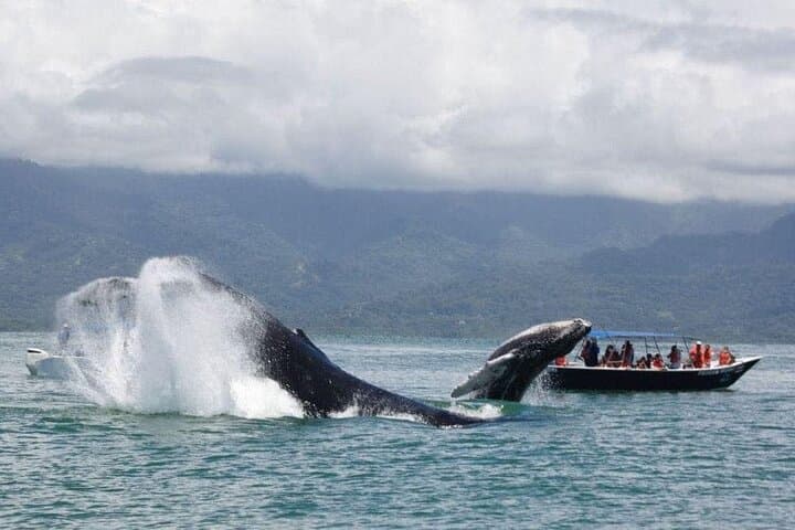 Private Whale Watching Tour in Uvita — Humpbacks, Dolphins & Whale’s Tail photo 4