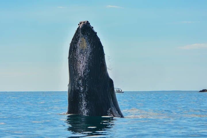 Private Whale Watching Tour in Uvita — Humpbacks, Dolphins & Whale’s Tail photo 6