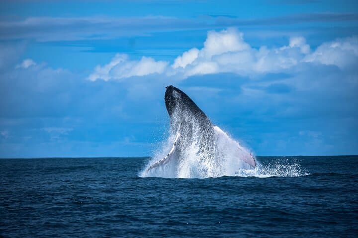 Private Whale Watching Tour in Uvita — Humpbacks, Dolphins & Whale’s Tail