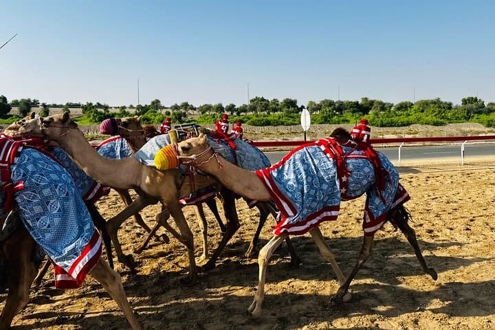 Al Wathba Salt Lake & Camel Race Track Tour from Abu Dhabi — Salt Flats and Camel Racing photo 5