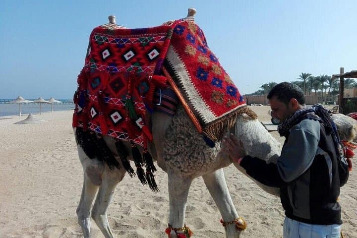 2-Hour Camel Ride in Marsa Alam Desert: Bedouin Trails & Scenic Dunes photo 4