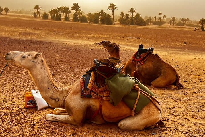 4-Day Adrar Sahara Adventure: Chinguetti, Oases & Iron Ore Train photo 5