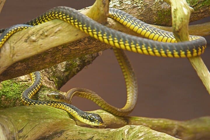 Explore Lawnwood Snake Sanctuary: Guided Snake Tours & Forest Walk near Plettenberg Bay