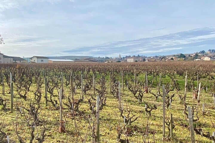 Beaujolais Private Wine Tour from Lyon — Full-Day Tastings & Bistronomic Lunch photo 1