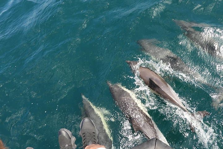 Dolphin Watching in the Strait of Gibraltar — Day Trip from Cadiz