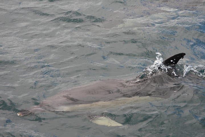 Dolphin Watching in the Strait of Gibraltar — Day Trip from Cadiz photo 3