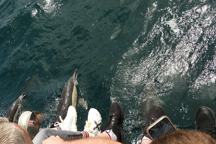 Dolphin Watching in the Strait of Gibraltar — Day Trip from Cadiz photo 4