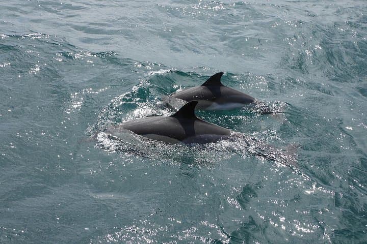 Dolphin Watching in the Strait of Gibraltar — Day Trip from Cadiz photo 5