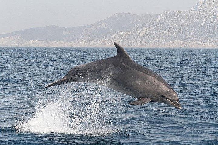 Dolphin Watching in the Strait of Gibraltar — Day Trip from Cadiz photo 2