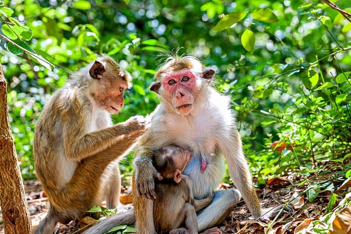 Sigiriya and Dambulla Day Trip: Climb Lion Rock and Explore Dambulla Cave Temple photo 3
