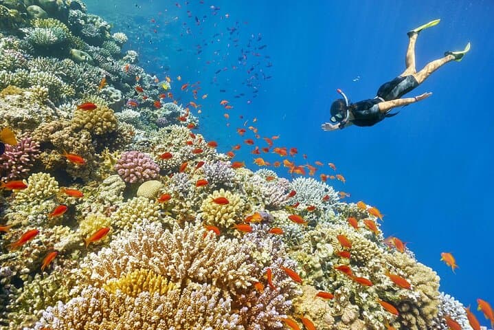 Coral Garden Diving Trip — Two Dives & Snorkel Day from Marsa Alam photo 6