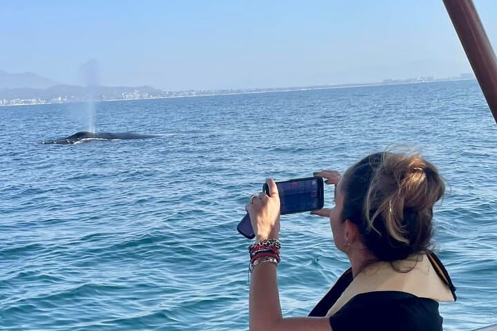 Puerto Vallarta Whale Watching: Humpback Encounters in Banderas Bay