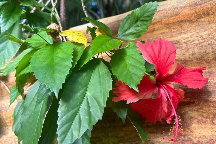 Dunns River Falls, Mahogany Beach & Hilltop Lookout Tour — Ocho Rios Day Trip photo 6