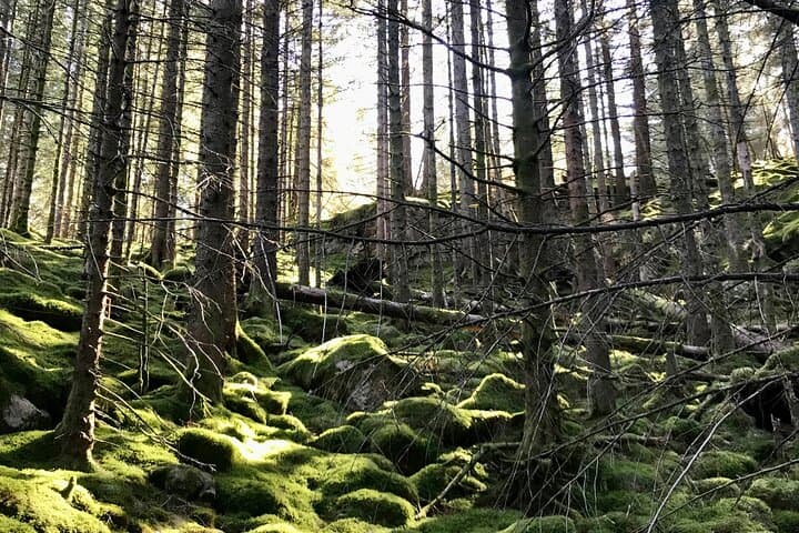 Private Mount Floyen Hike: Scenic Trails and Panoramic Views Near Bergen photo 2