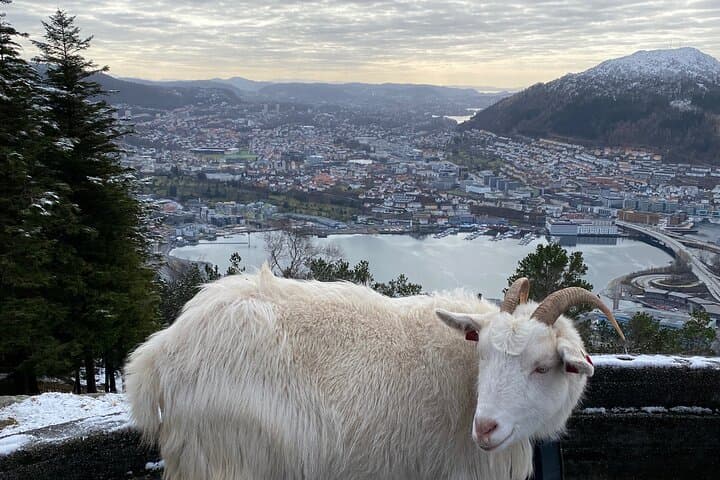 Private Mount Floyen Hike: Scenic Trails and Panoramic Views Near Bergen photo 5