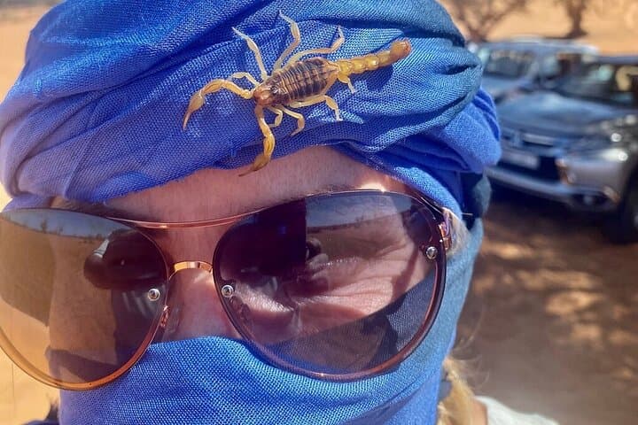 Agadir Mini-Sahara Day Trip: Camel Ride, Dunes & Souss-Massa Wildlife