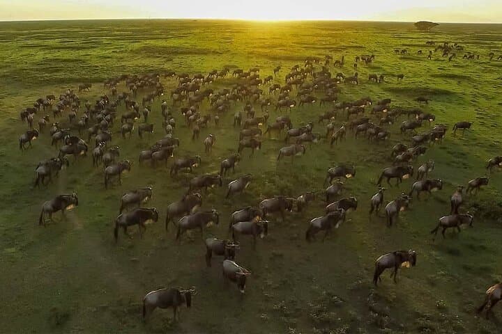 6-Day Great Migration Safari — Serengeti, Ngorongoro & Tarangire photo 3