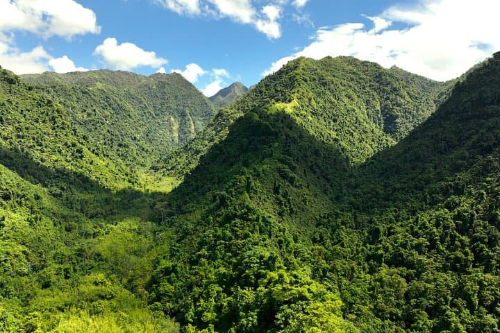 Tahiti Nature Immersion Day at AOA Polynesian Forests — Private Biodiversity Experience