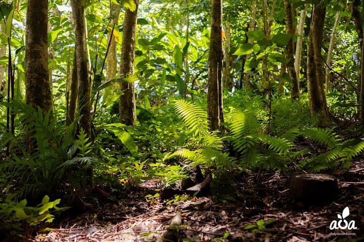 Tahiti Nature Immersion Day at AOA Polynesian Forests — Private Biodiversity Experience photo 2