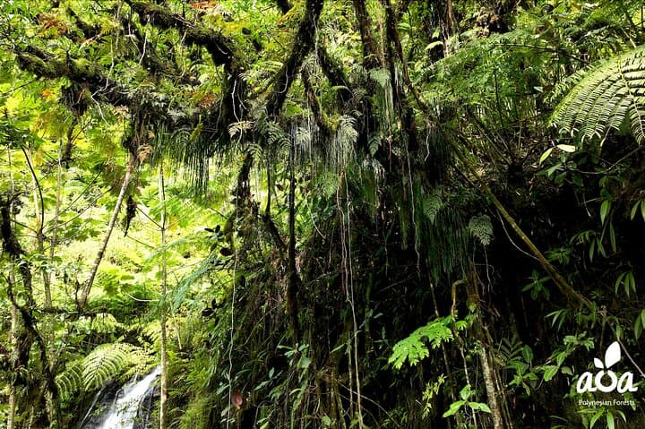 Tahiti Nature Immersion Day at AOA Polynesian Forests — Private Biodiversity Experience photo 5