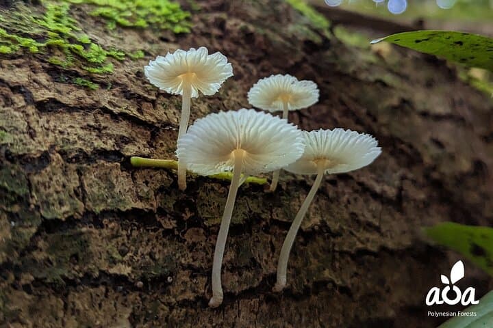 Tahiti Nature Immersion Day at AOA Polynesian Forests — Private Biodiversity Experience photo 6